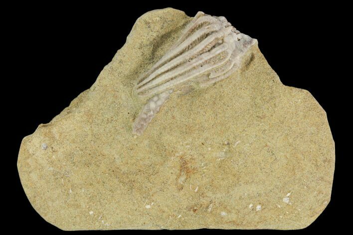 Crinoid (Macrocrinus) Fossil - Crawfordsville, Indiana #126177